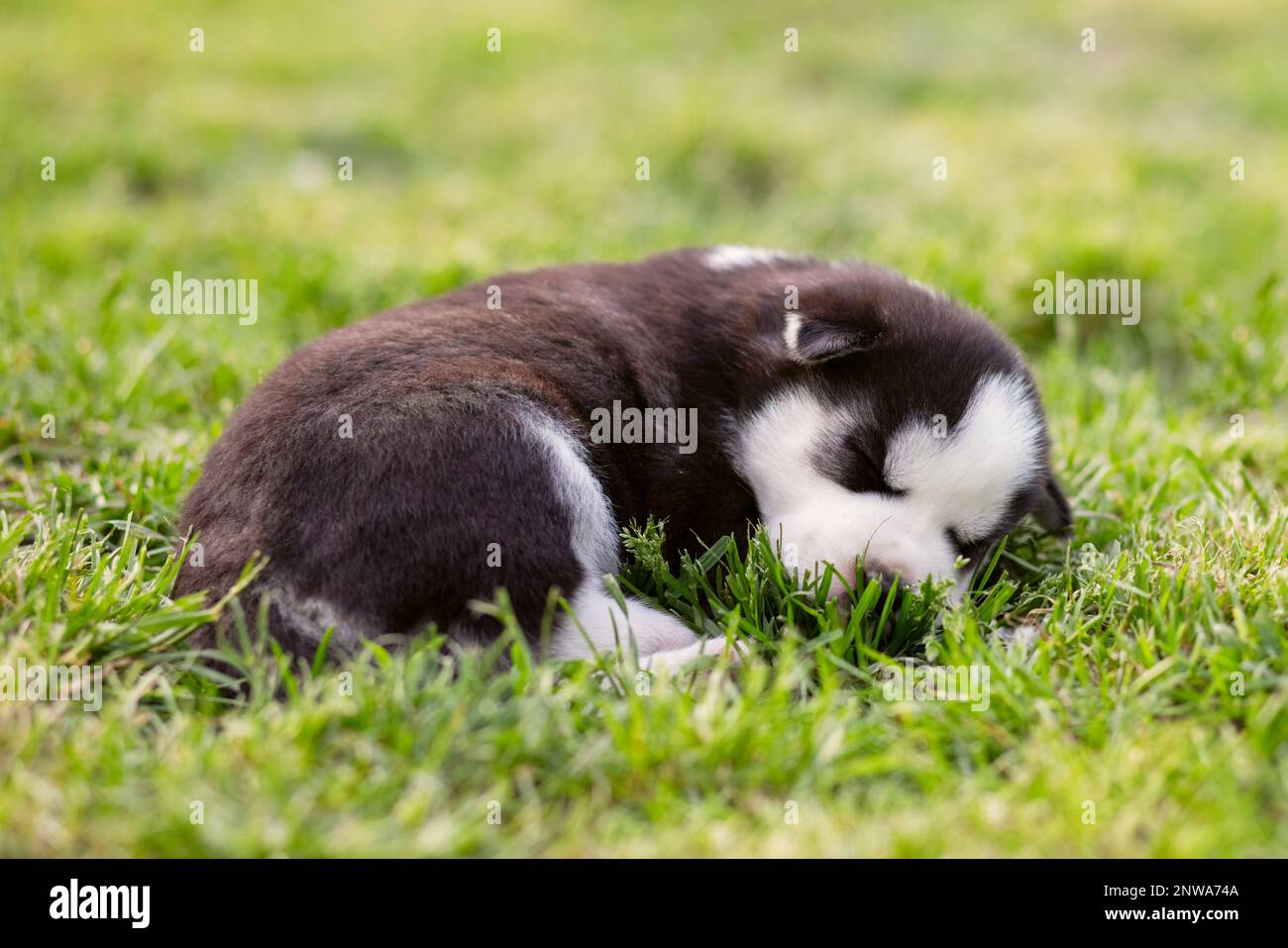 Cute Siberian husky puppy lying on the green grass field Stock Photo ...