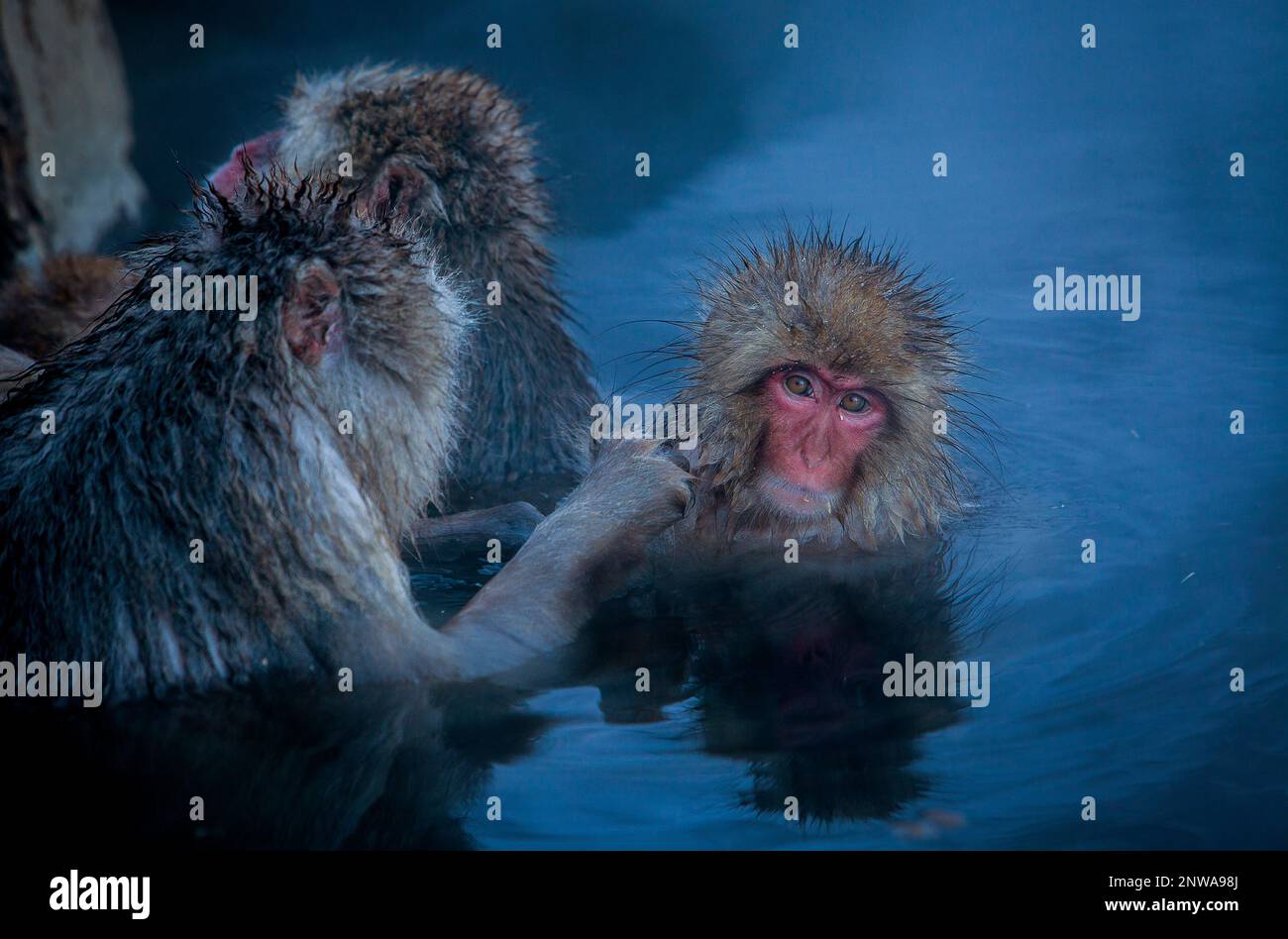 Monkeys in a natural onsen (hot spring), located in Jigokudani Monkey Park, Nagono prefecture,Japan. Stock Photo