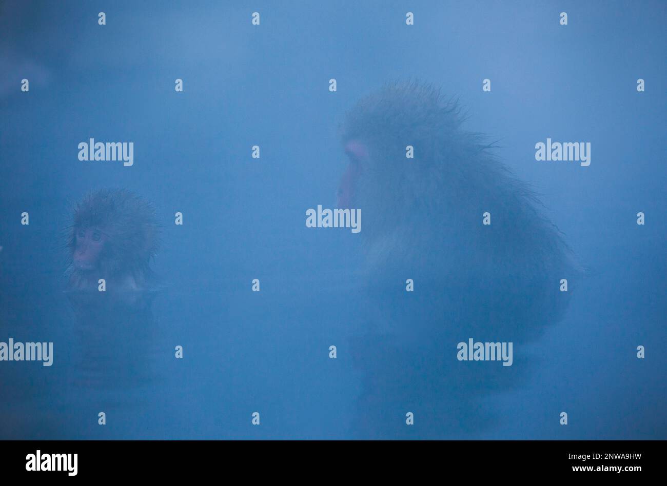 Monkeys in a natural onsen (hot spring), located in Jigokudani Monkey Park, Nagono prefecture