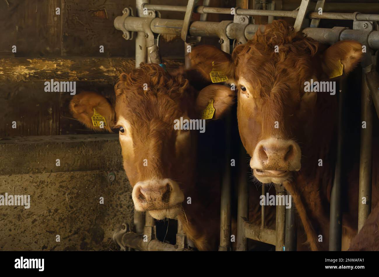 The several brown cows standing in the caged area of a barn Stock Photo ...