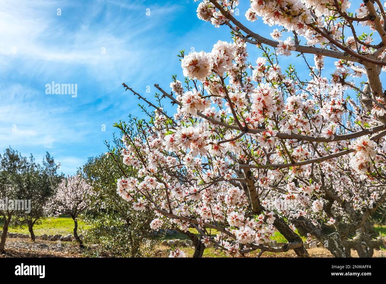 Beautiful white almond flowers on almond tree branch in spring Italian garden, Sicilia. Farming and gardening, growing nuts against blue sky in sunny Stock Photo