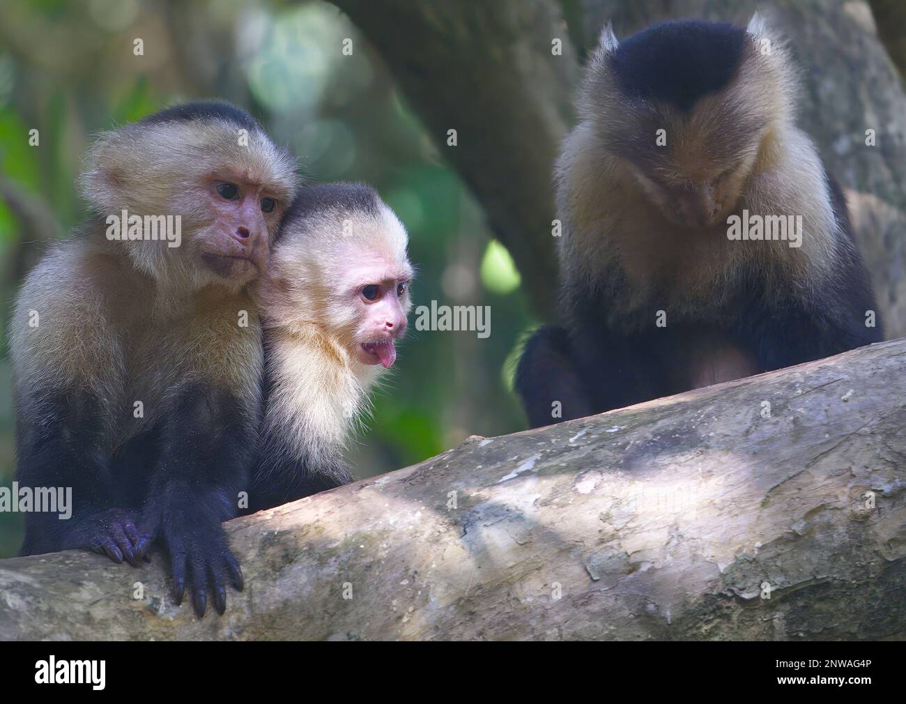A group of Capuchin monkeys on a tree branch on a sunny day in Costa ...