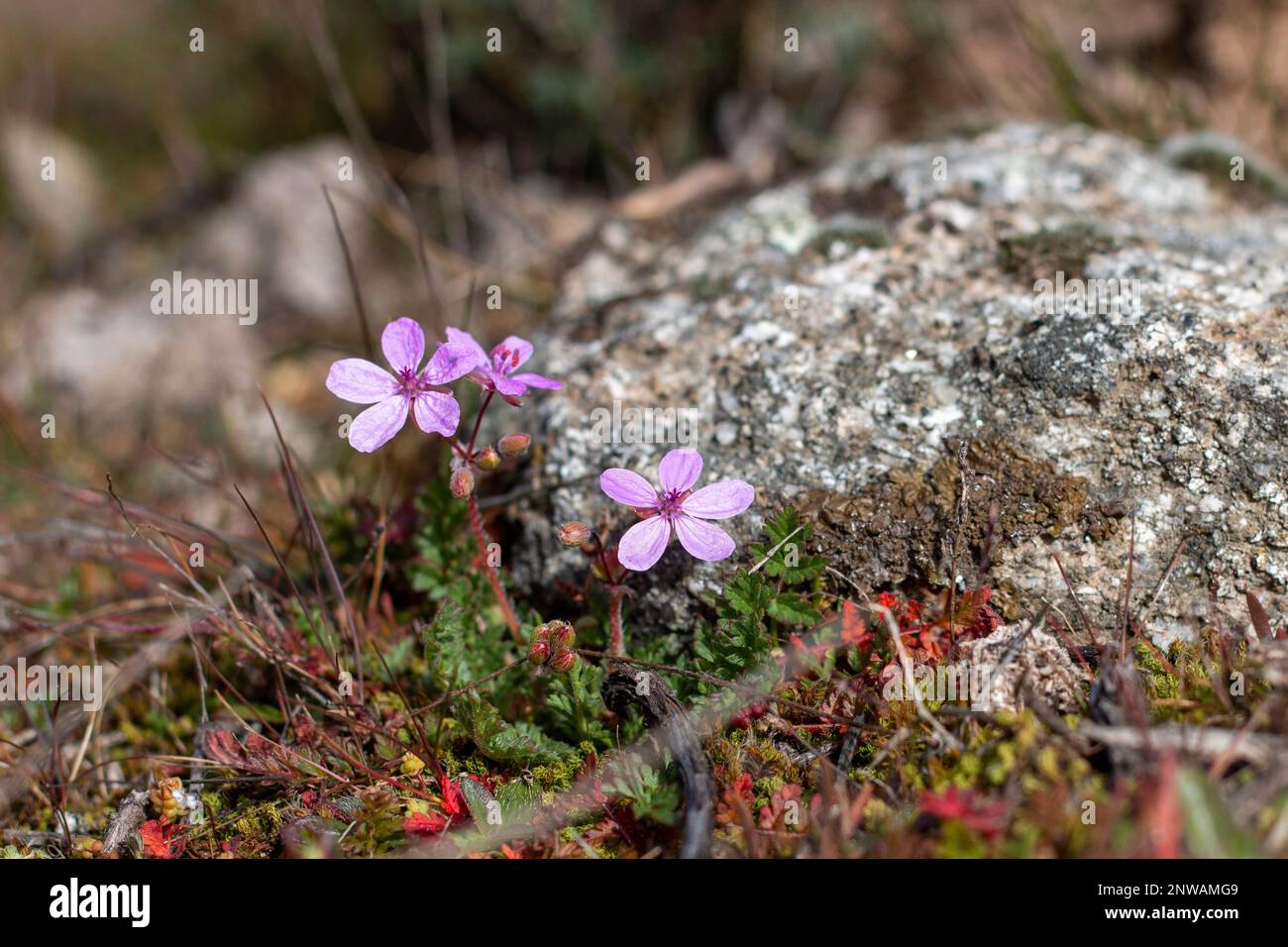 Shepherd's needle, beautiful and small flower in its natural environment of the Sierra de Guadarrama. Erodium cicutarium. With medical properties such Stock Photo