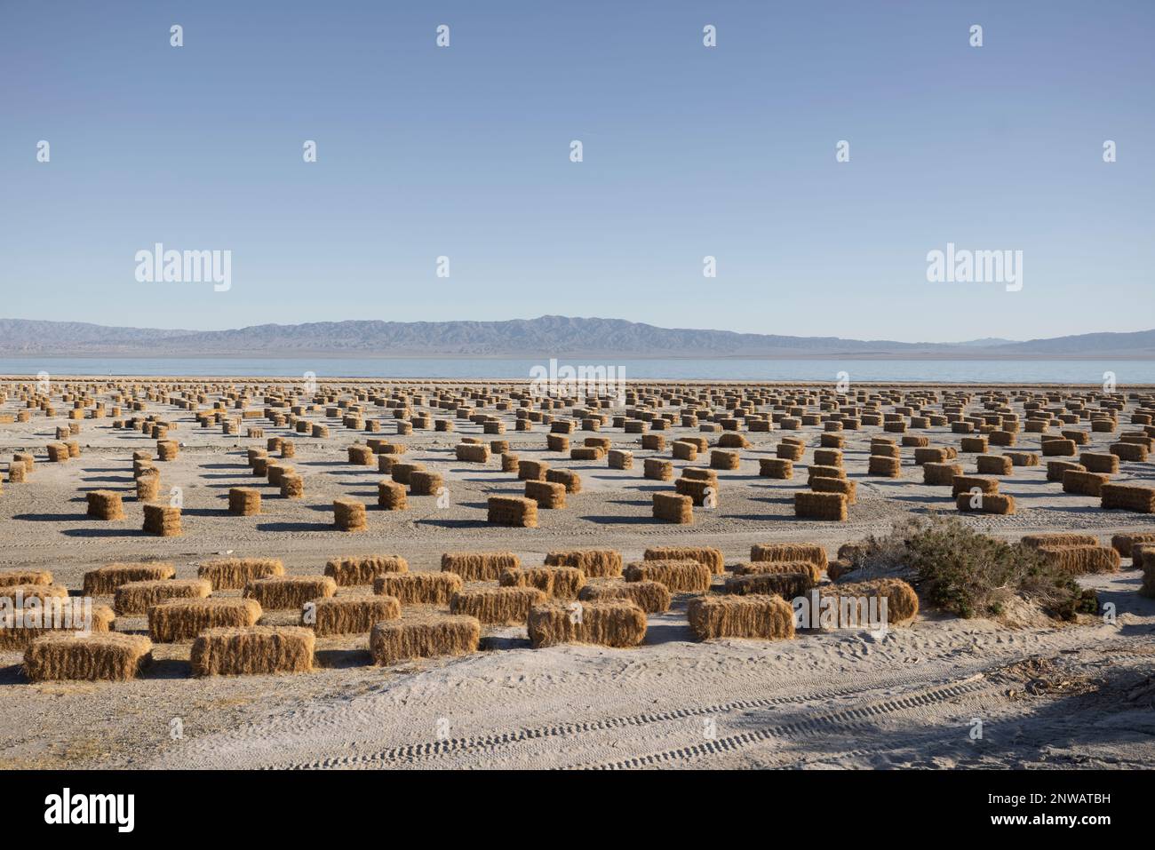 Restoration projects using straw bales aim to stem the decline of California's Salton Sea amid drought and shrinking inflows from the Colorado River. Stock Photo