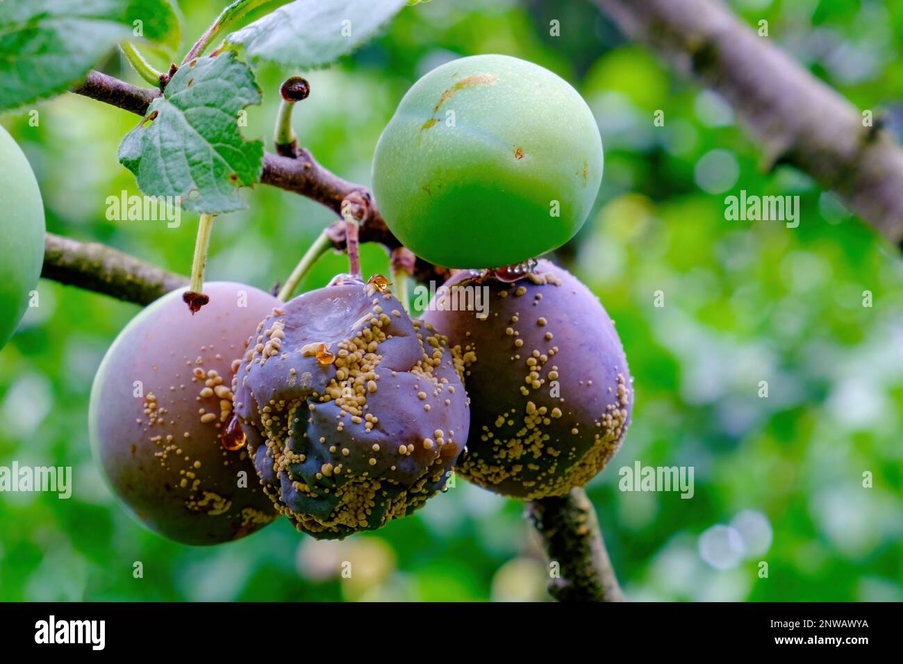 Clasterosporium. Fungal disease of plums Stock Photo