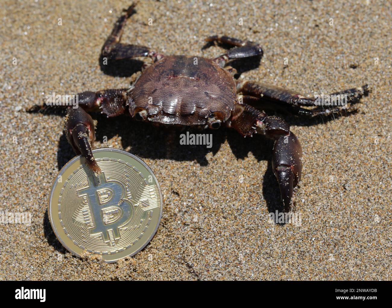 Big crab holding a coin with letter B symbolizing the danger of  cryptocurrency investment Stock Photo - Alamy