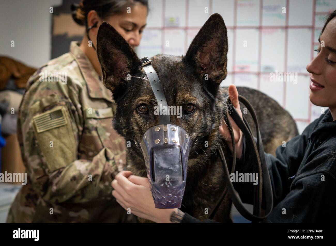 U.S. Army Capt. Leilani Im, a 109th Medical Detachment Veterinary Services veterinarian, performs a health certification on Noryk, 226th Military Police Detachment (Military Working Dog), at Ali Al Salem Air Base, Kuwait, Jan. 17, 2023. AASAB is a hub for sending MWDs in and out of United States Central Command’s area of responsibility, and they need to be medically cleared before leaving for their missions. Veterinary Services is responsible for providing health certifications and exams for all MWDs passing in and out of Kuwait. Stock Photo