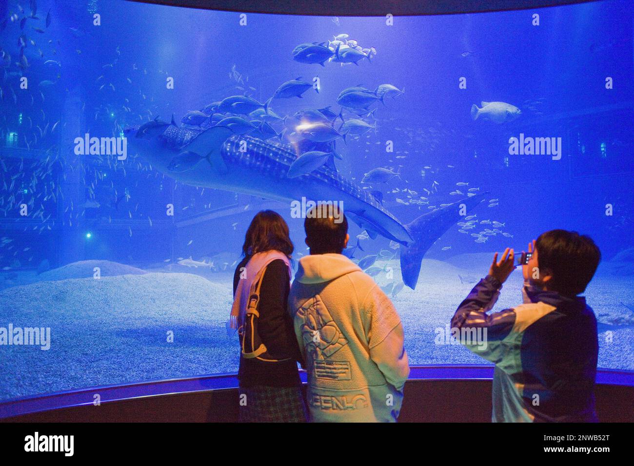 Osaka Aquarium Kaiyukan,visitors looking the huge whale shark in