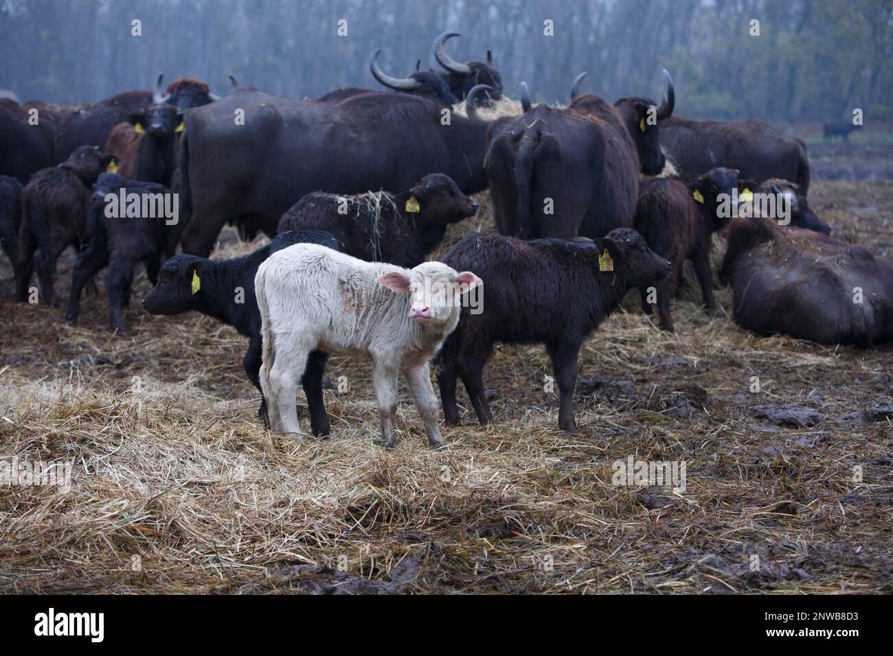 An albino buffalo calf stands in the herd in the Balaton Uplands National  Park in Zalavar, 190 kms southeast of Budapest, Hungary, Wednesday, Nov.  21, 2018. The rare specimen was born in
