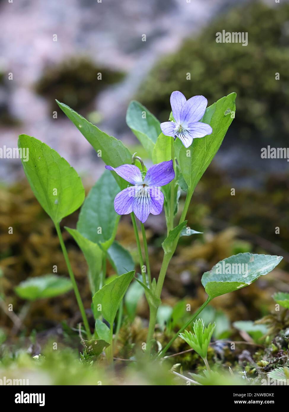 Viola canina, commonly known as Heath Dog Violet or Heath Violet, wild flowering plant from Finland Stock Photo
