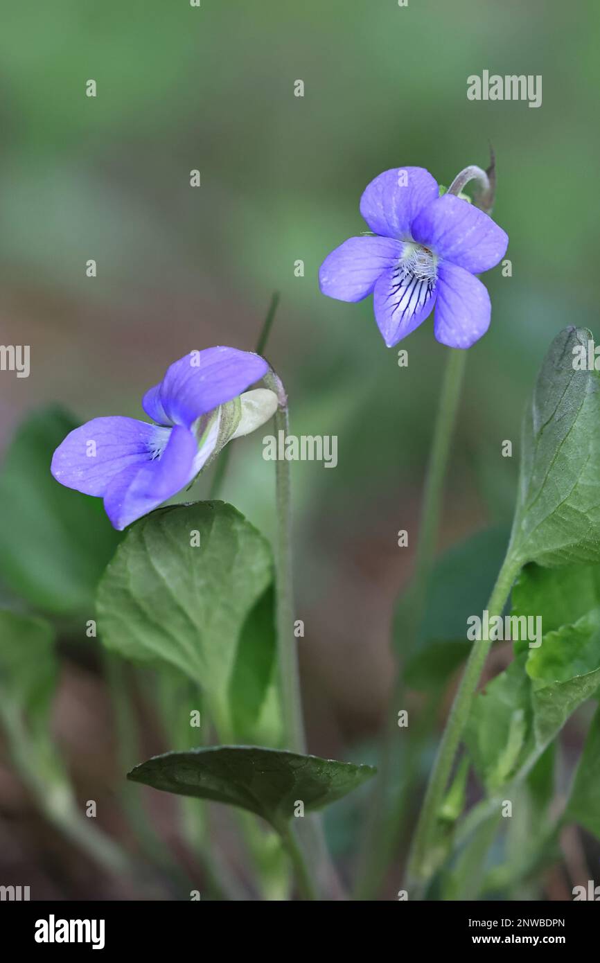 Viola rupestris, commonly known as teesdale violet, wild spring flower from Finland Stock Photo