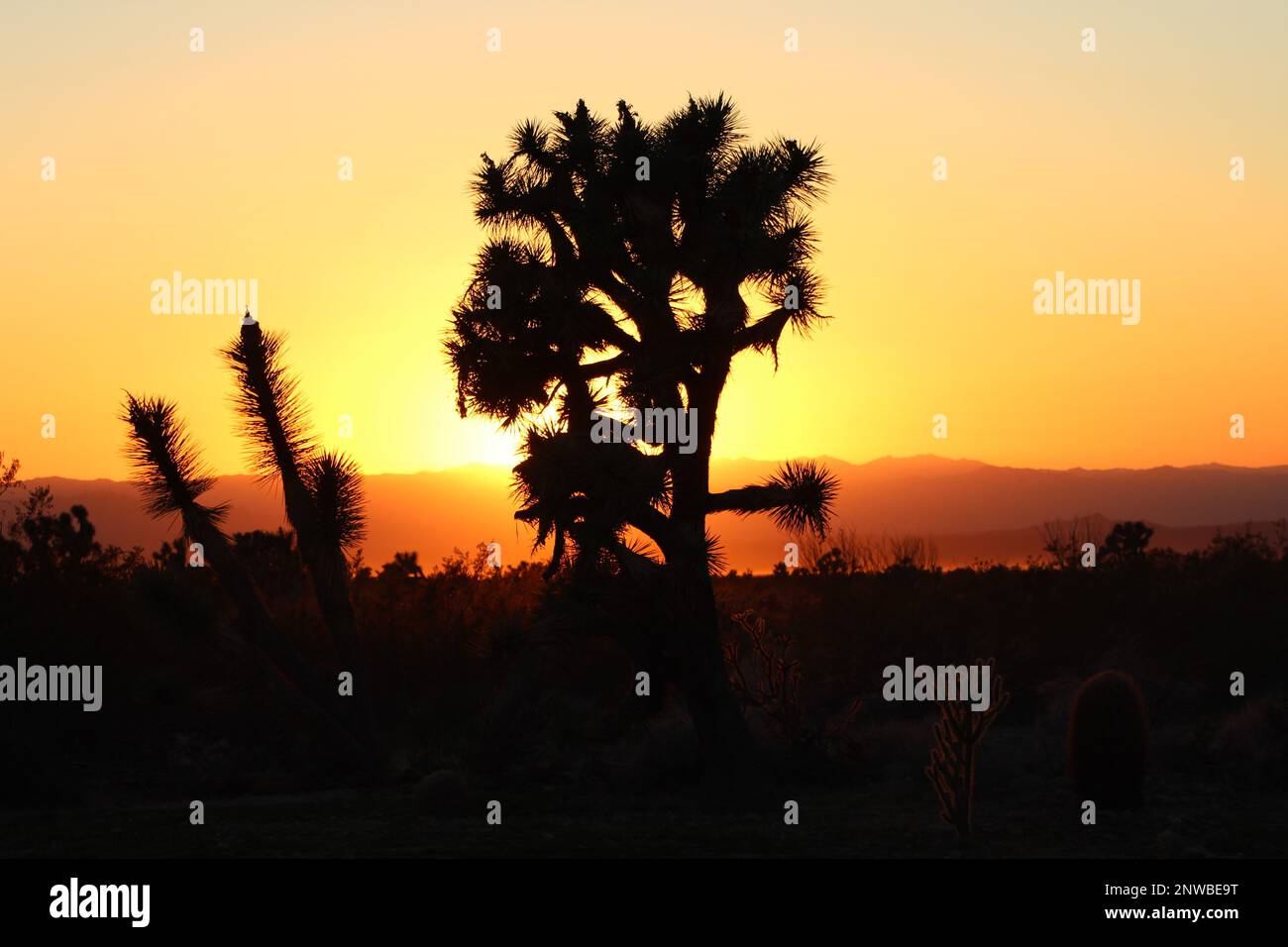 Joshua Tree Sunset, Sunsetting behind Joshua Tree in Mohave County