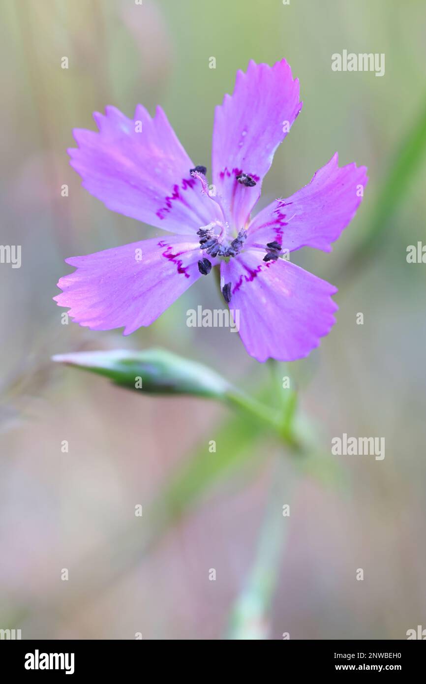 Dianthus deltoides, commonly known as Maiden pink, wild flower from Finland Stock Photo