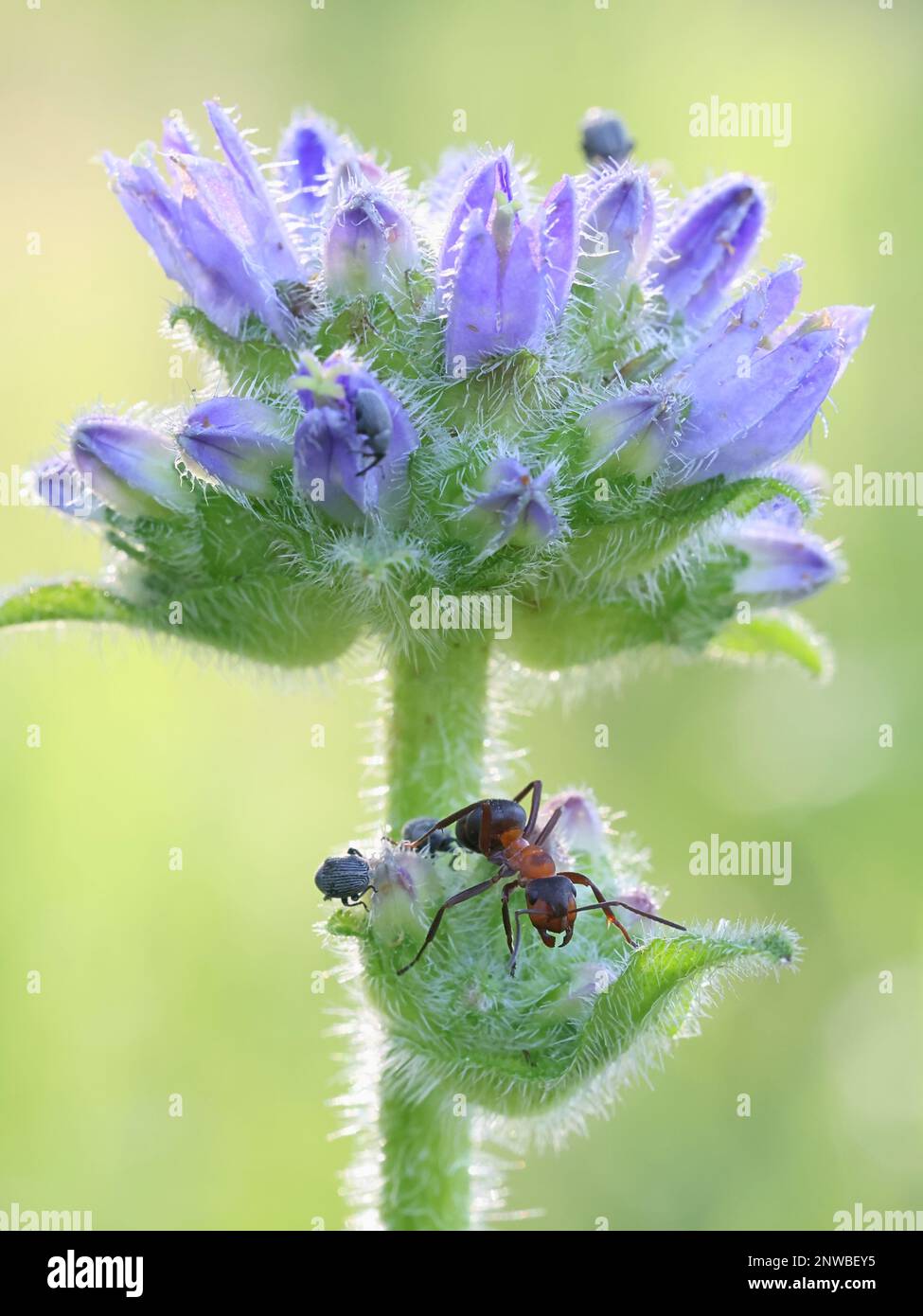 Campanula cervicaria, commonly known as Bristly Bellflower, and a wood ant, wild plant from Finland Stock Photo