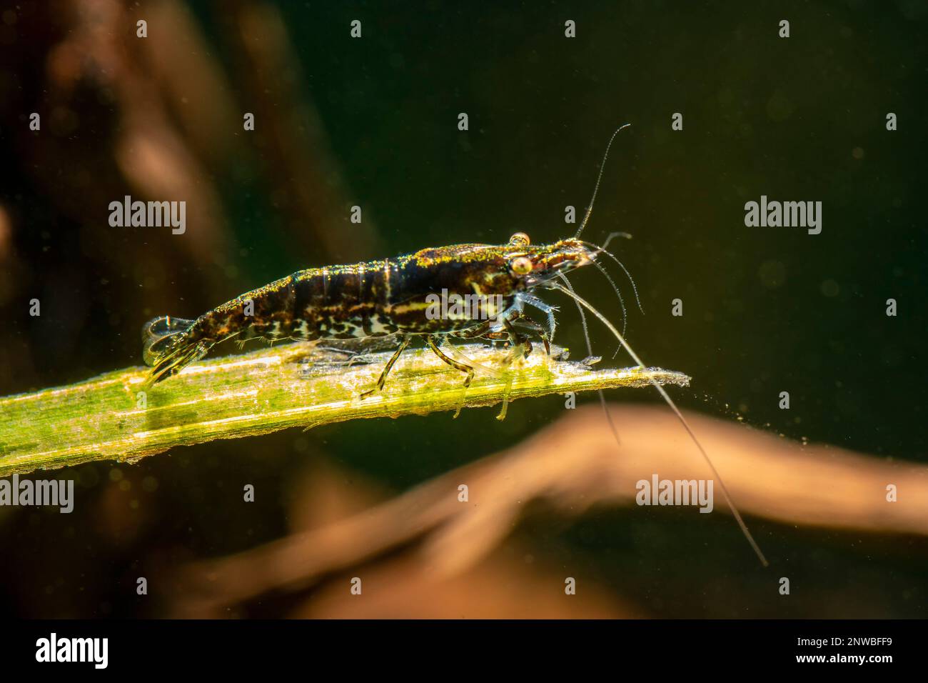Crystal shrimp freshwater shrimp in aquarium Stock Photo Alamy