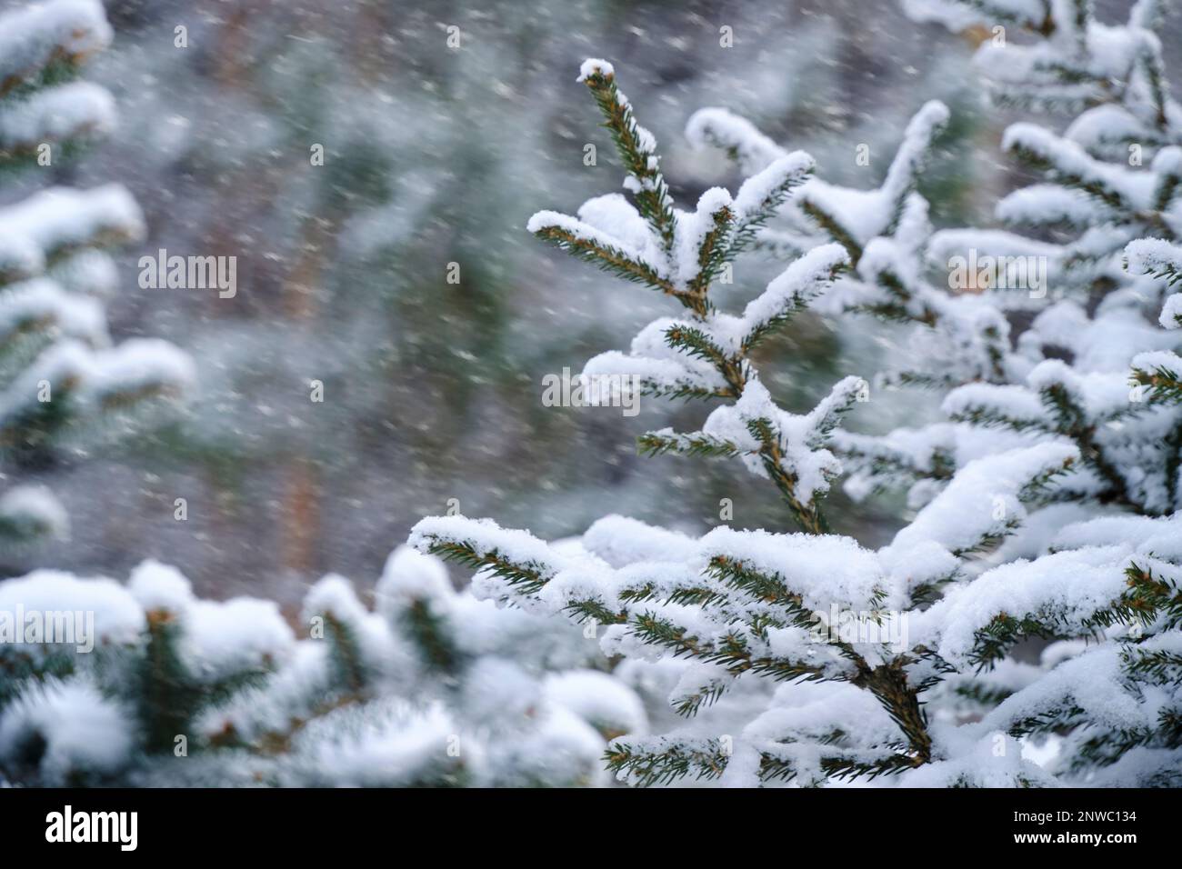 Fir tree in heavy snowfall hi-res stock photography and images - Alamy