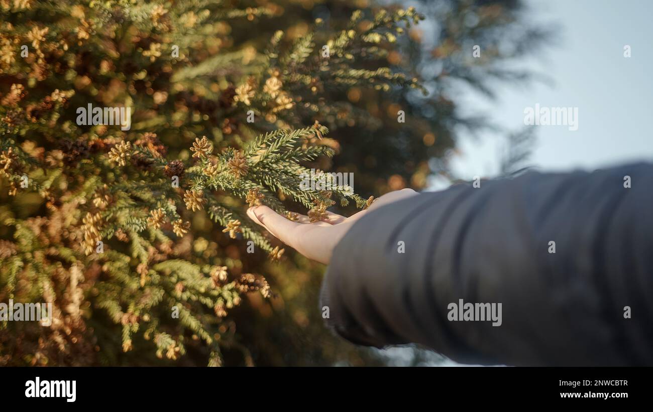 Young Man Touching Pine Tree Leaves with Closeup Hand in the Outdoors