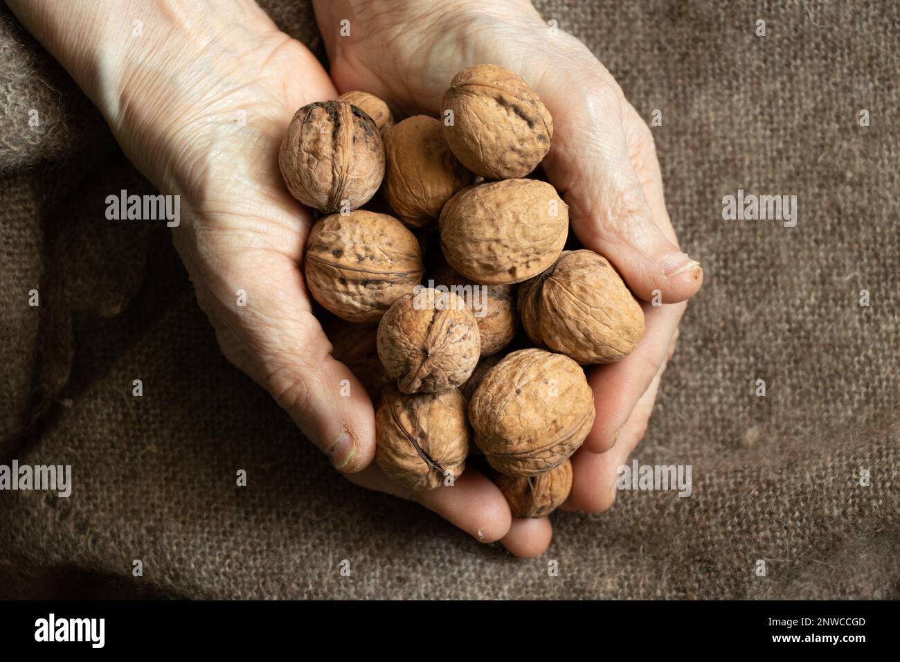 old woman holding a lot of walnuts in her hands at home on the background of a brown shawl, nuts in grandmother's hands, healthy food, vegan food Stock Photo