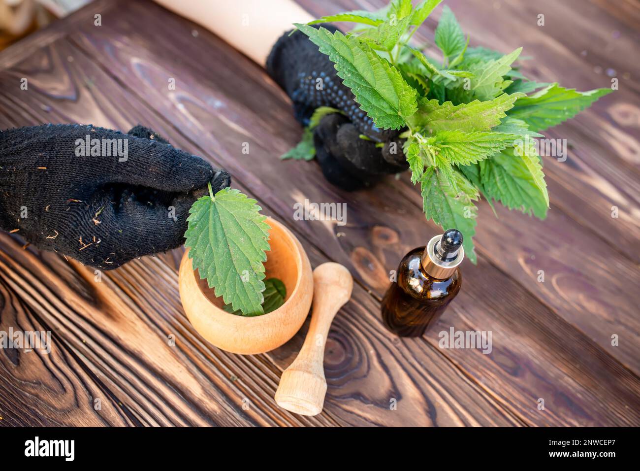 A bunch of nettles in the hands of an herbalist placing a nettle leaf