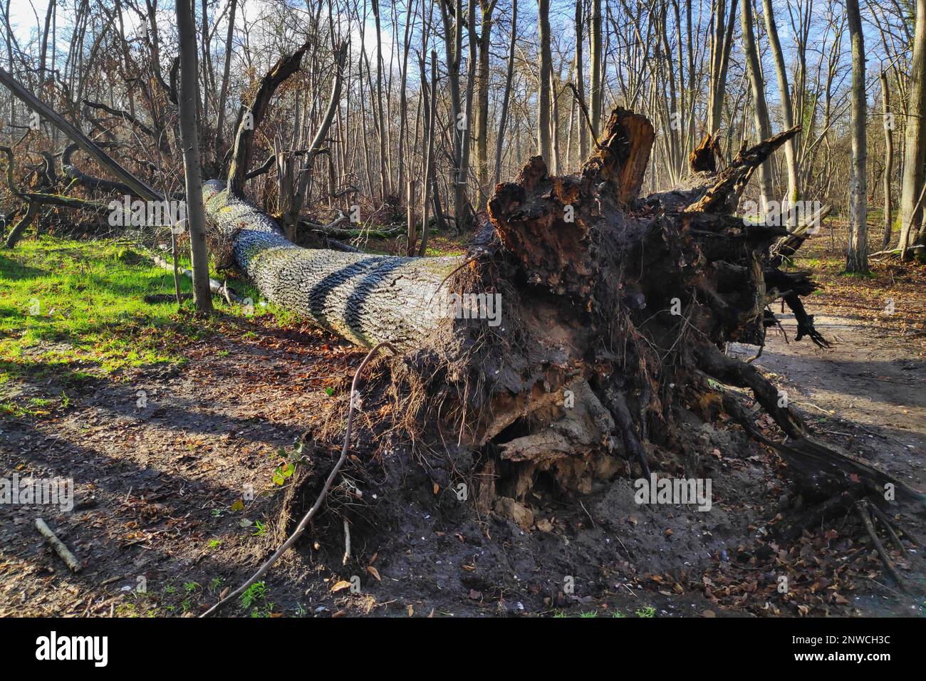 Tree uprooted after a storm in the forest. Stock Photo