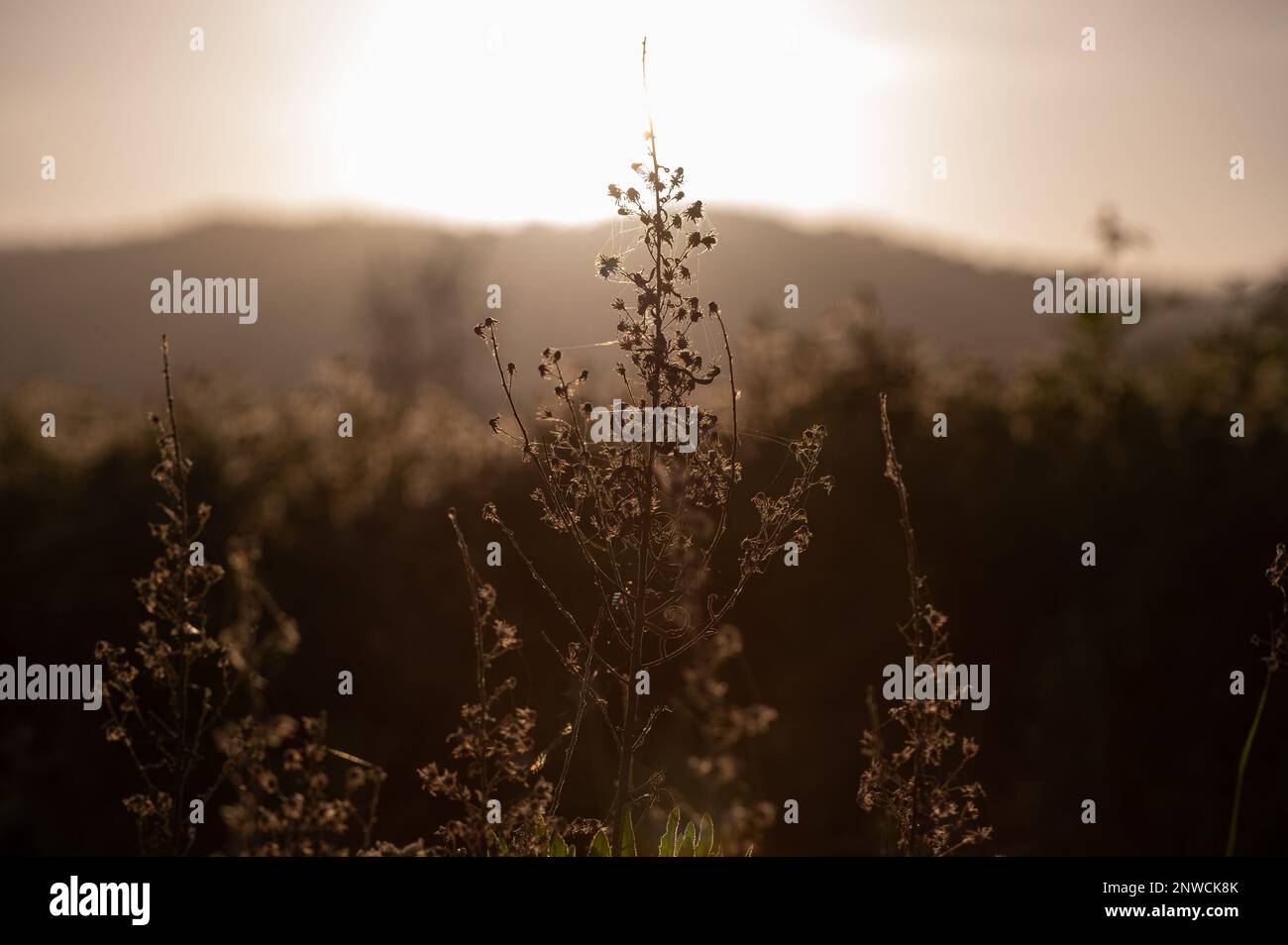 Silhouette d'un plant d'inule visqueuse aux fleurs séchées, contre-jour et coucher de soleil en arrière-plan Stock Photo