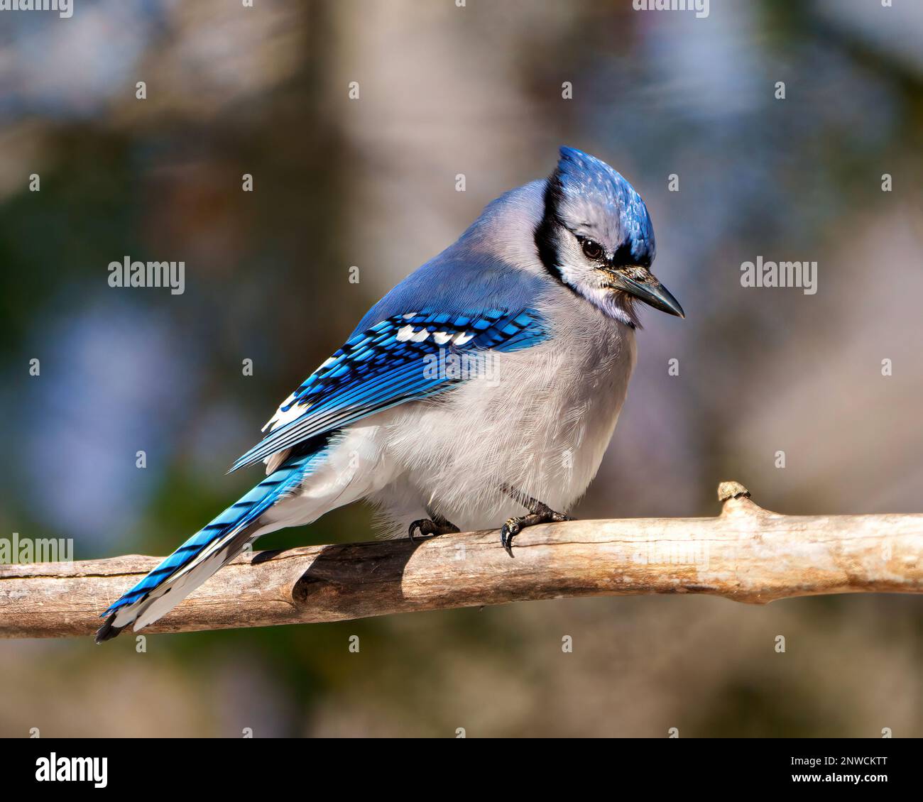 Blue Jay close-up side view, perched on a tree branch with blur background in its environment and habitat surrounding. Jay picture. Jay Portrait. Stock Photo