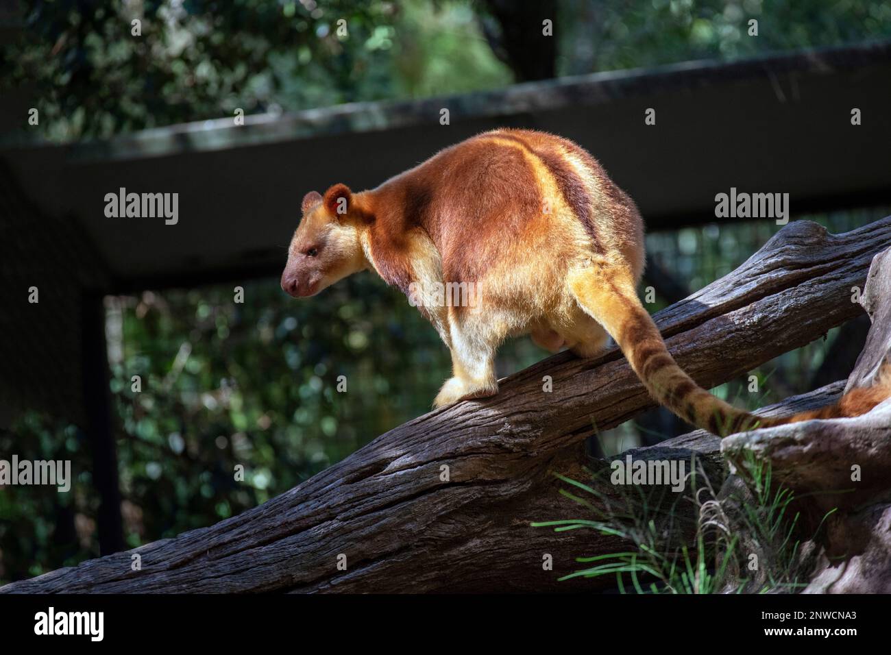 Golden-Mantled Tree-Kangaroo (Dendrolagus pulcherrimus) at a Wildlife Park in Sydney; NSW; Australia (Photo by Tara Chand Malhotra) Stock Photo