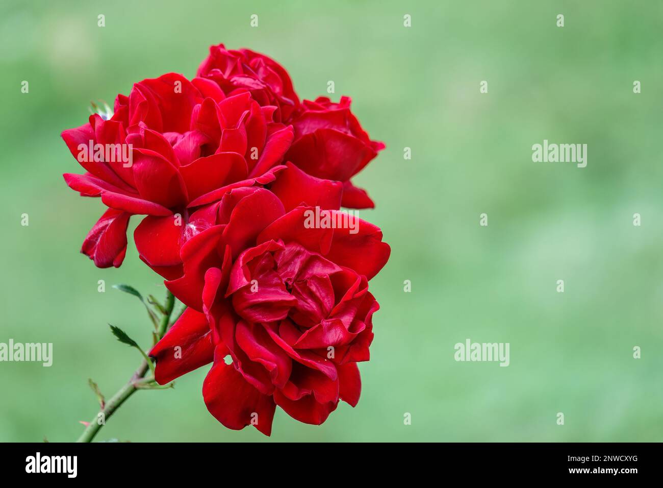Beautiful red rose flower on a green blurred background. Red rose ...