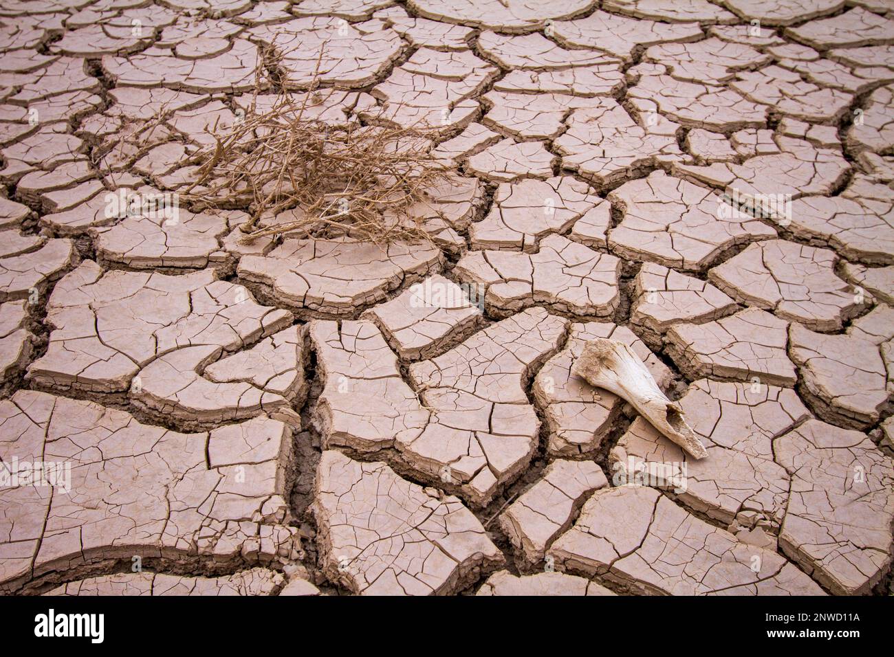 Persistent drought and diminishing inflows from the Colorado River have devastated many parts of Imperial Valley in southeastern California. Stock Photo