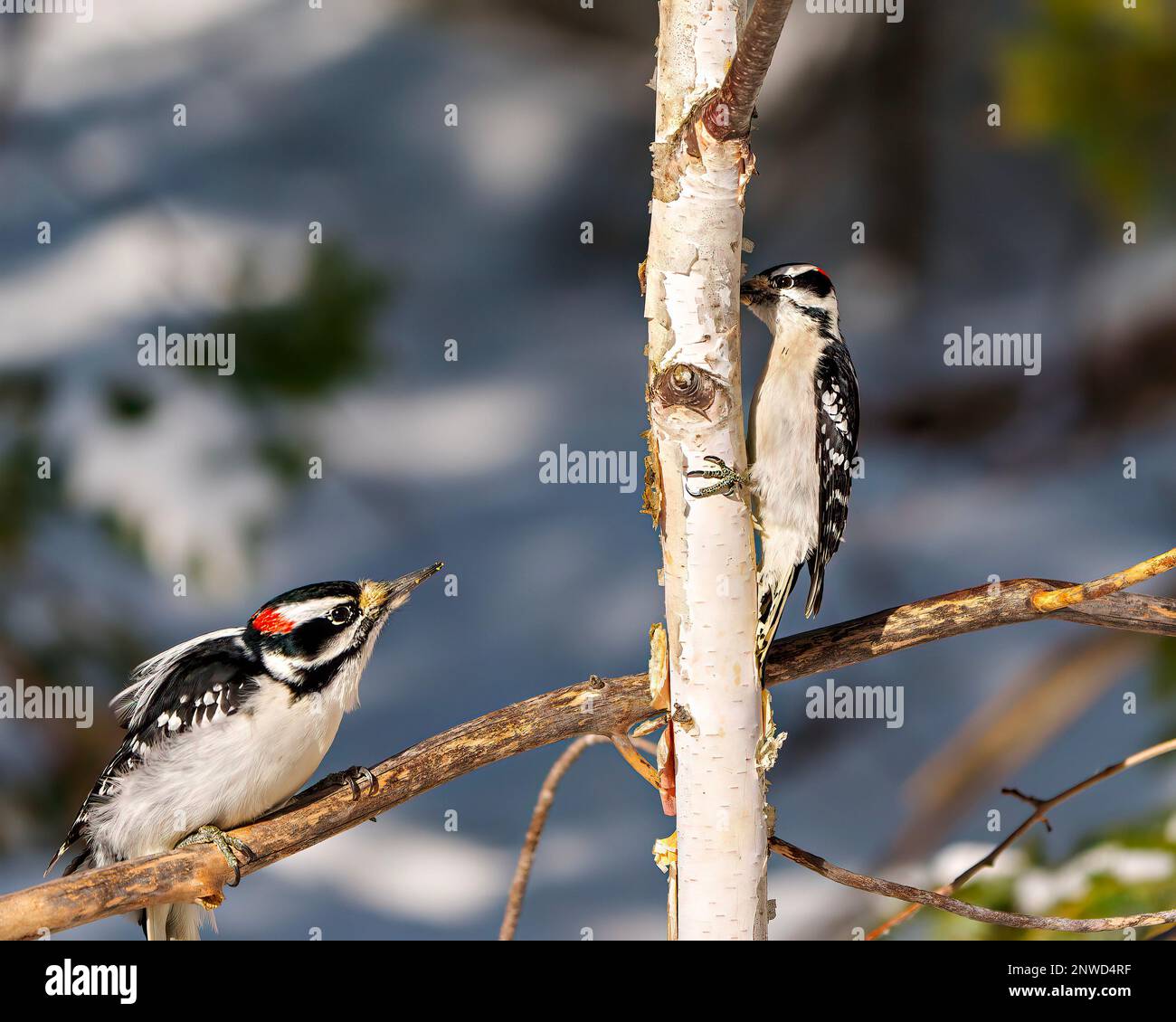 Woodpecker male birds, one perched on a branch and one climbing a birch tree with a blur forest background in their environment and habitat. Stock Photo