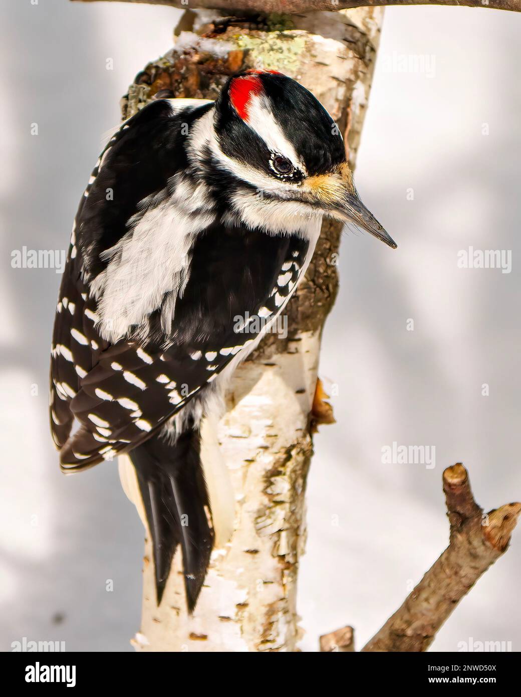 Woodpecker close-up profile view male clinging to  a birch tree branch with a white background in its environment and habitat surrounding. Stock Photo