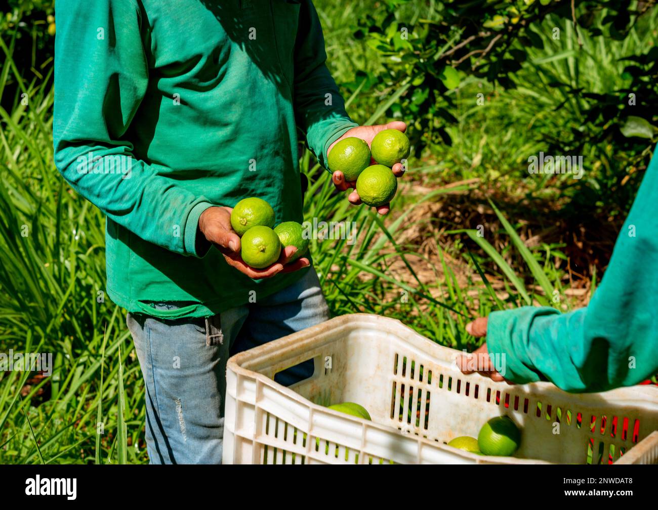 picking limes on a plantation, hand putting limes in boxes