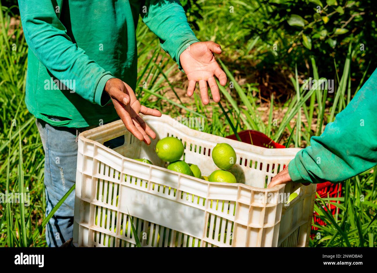 picking limes on a plantation, hand putting limes in boxes