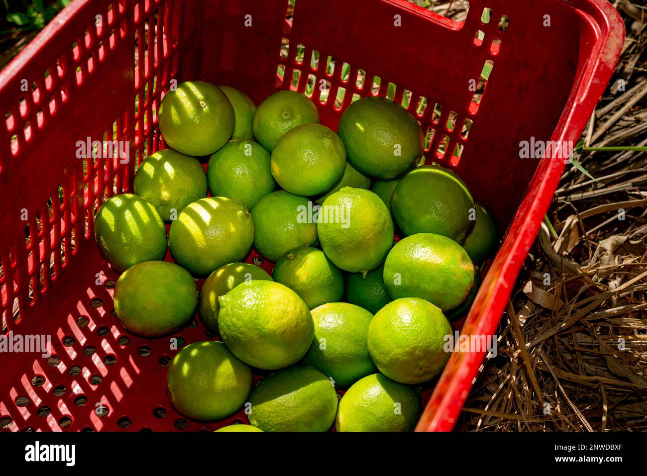 agroforestry system, limes harvested in box Stock Photo Alamy
