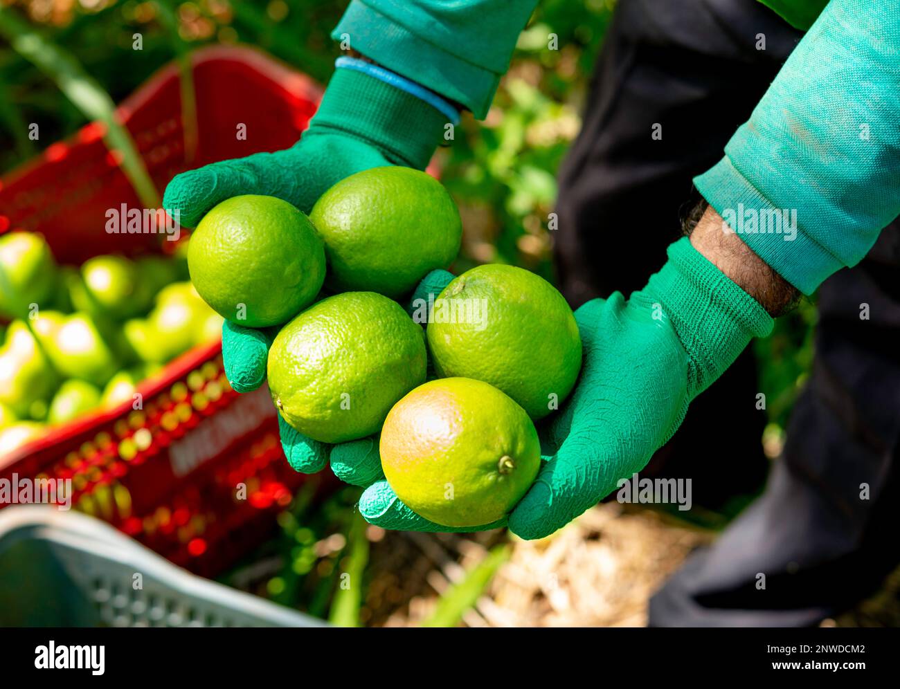 picking limes on a plantation, hand putting limes in boxes