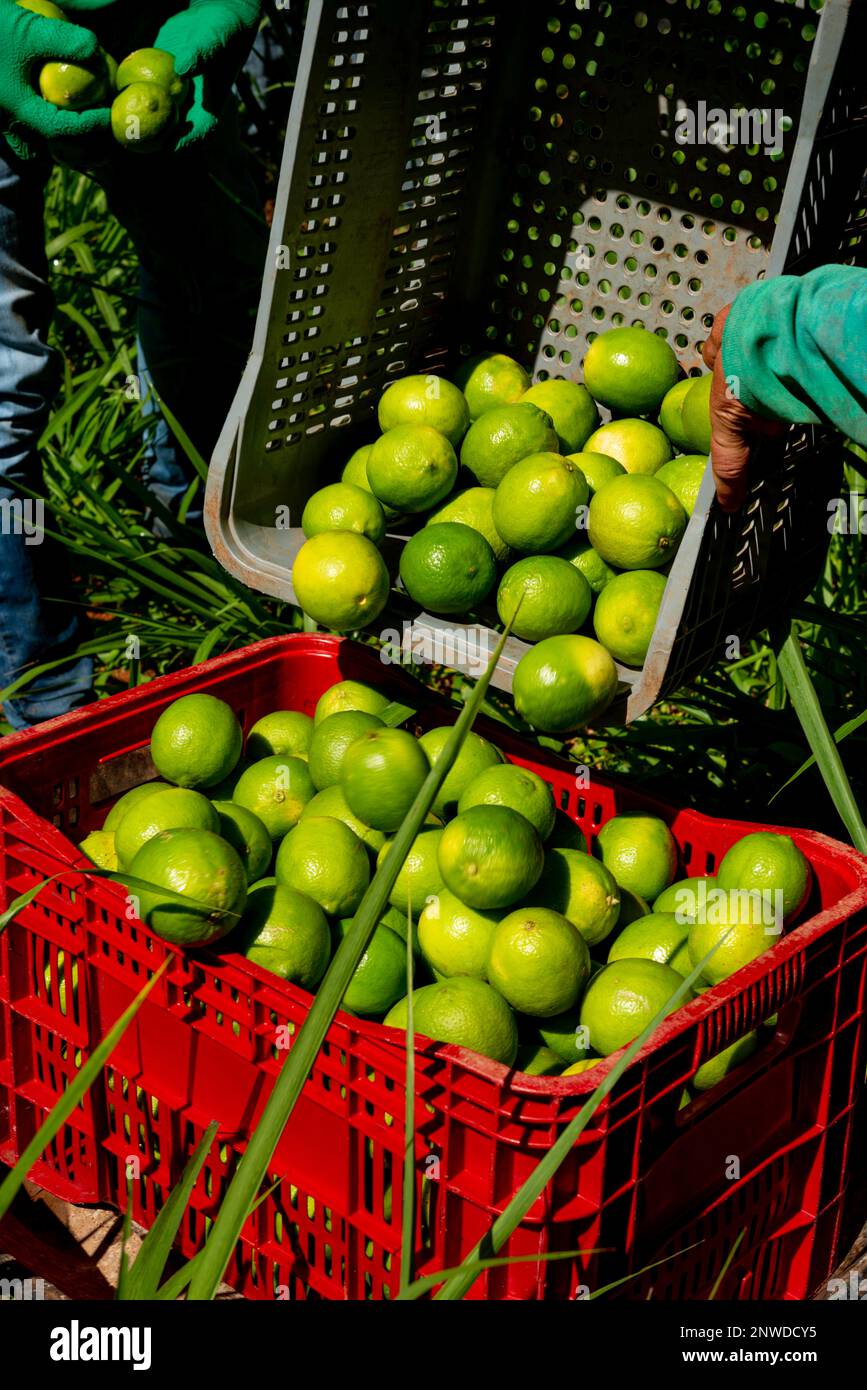 picking limes on a plantation, hand putting limes in boxes