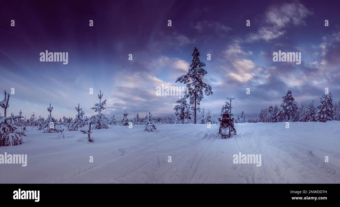 Snowy young pine tree forest under dark winter skies, snowmobile. Winter landscape In Northern Sweden, Vasterbotten, Umea. Stock Photo
