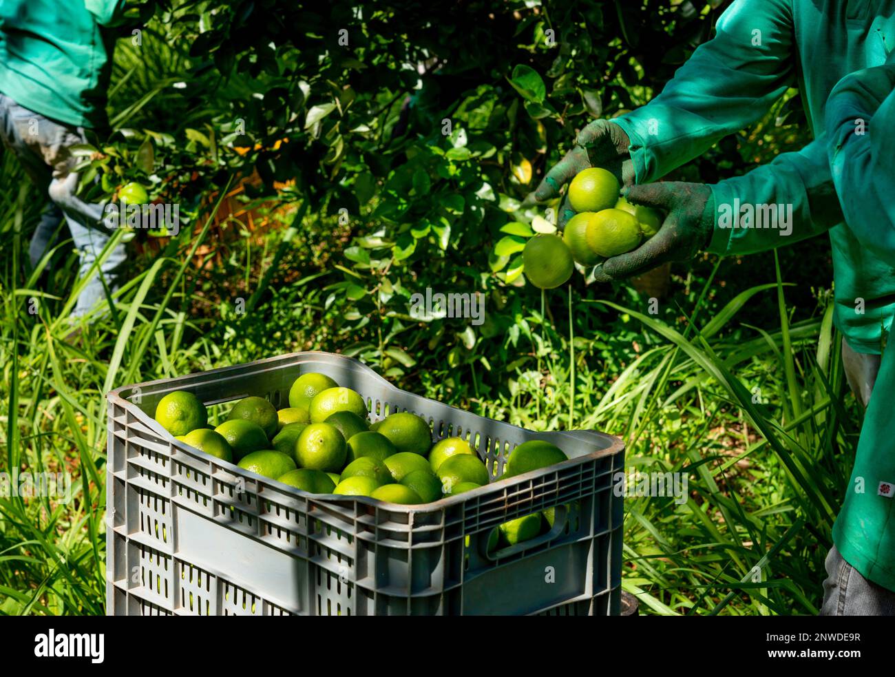 agroforestry system, men picking limes on a plantation, putting in