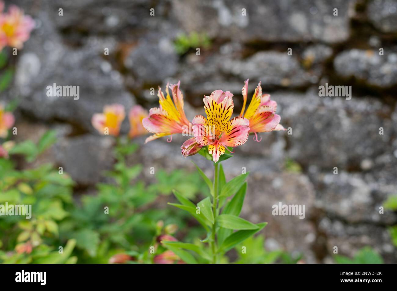 Belles fleurs de lys des incas aux couleurs vives, mur en pierre en arrière-plan Stock Photo