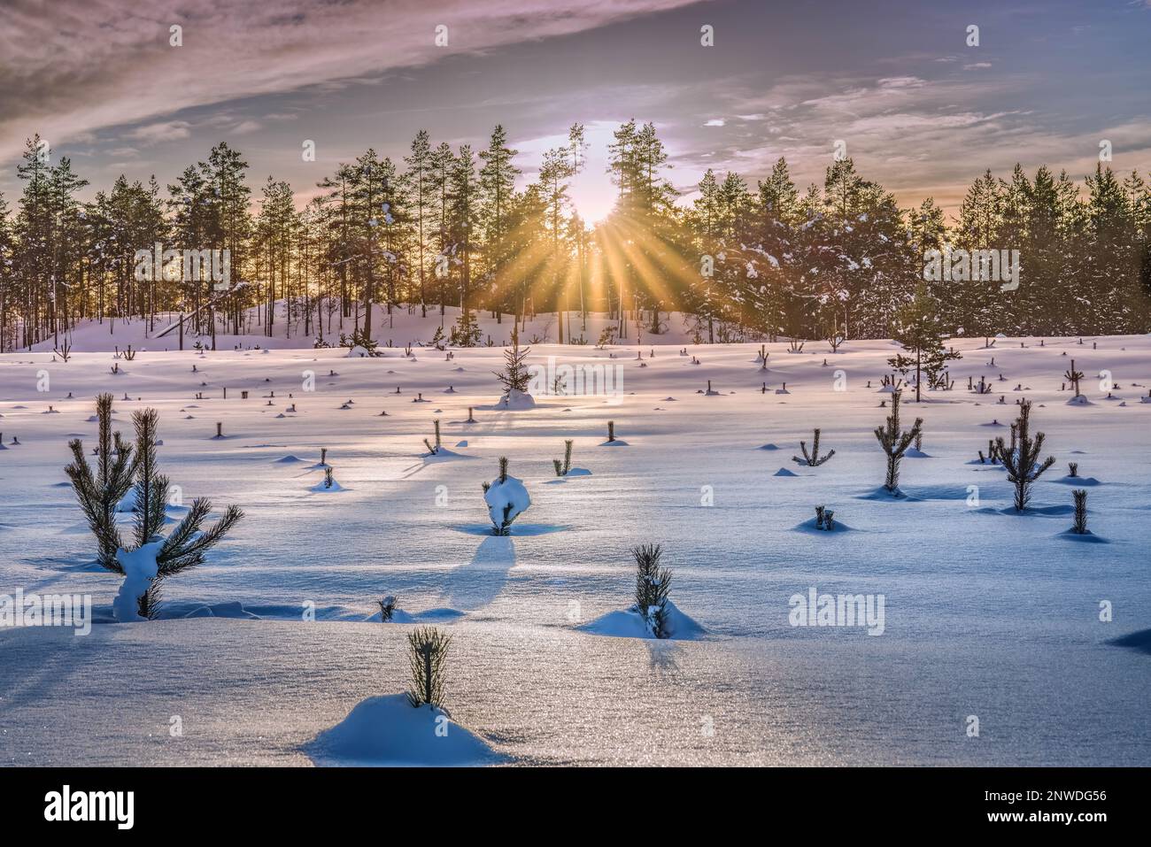 Scenic sunset over snowy field with tops of young pine tree plants hidden in deep snow. Forest with Sun in front of field. Northern Sweden Stock Photo