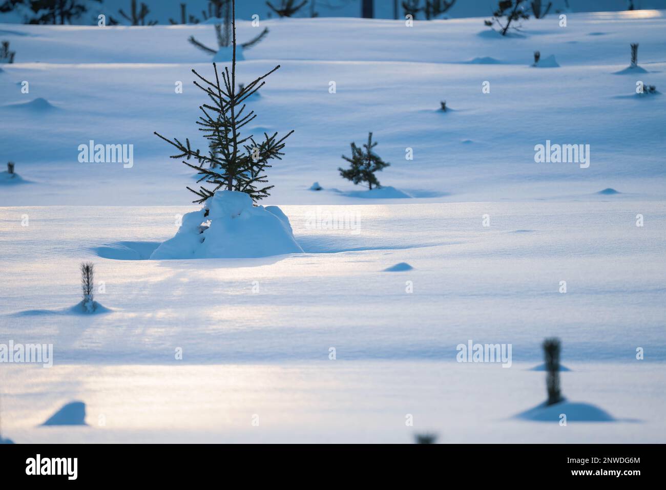 Close up photo of young fir tree on snowy field with blurry pine tree ...