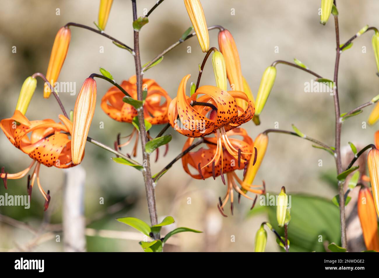 Close up of tiger lily (lilium henryi) flowers in bloom Stock Photo