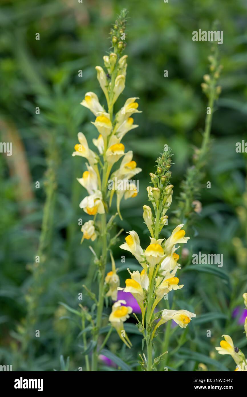 Close up of common toadflax (linuaria vulgaris) in bloom Stock Photo
