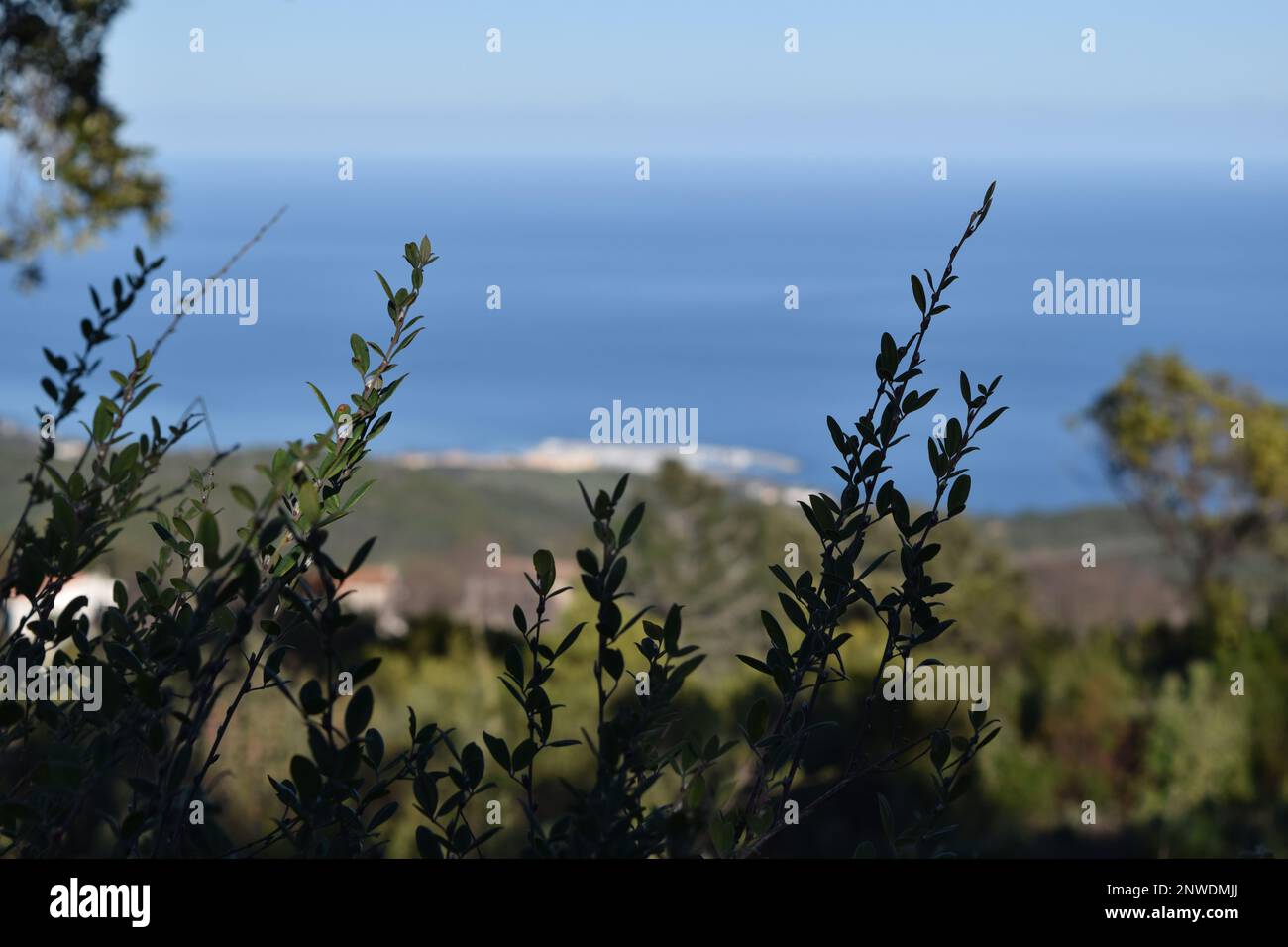Branchages en avant-plan, mer Méditerranée et port de Solenzara en arrière-plan Stock Photo