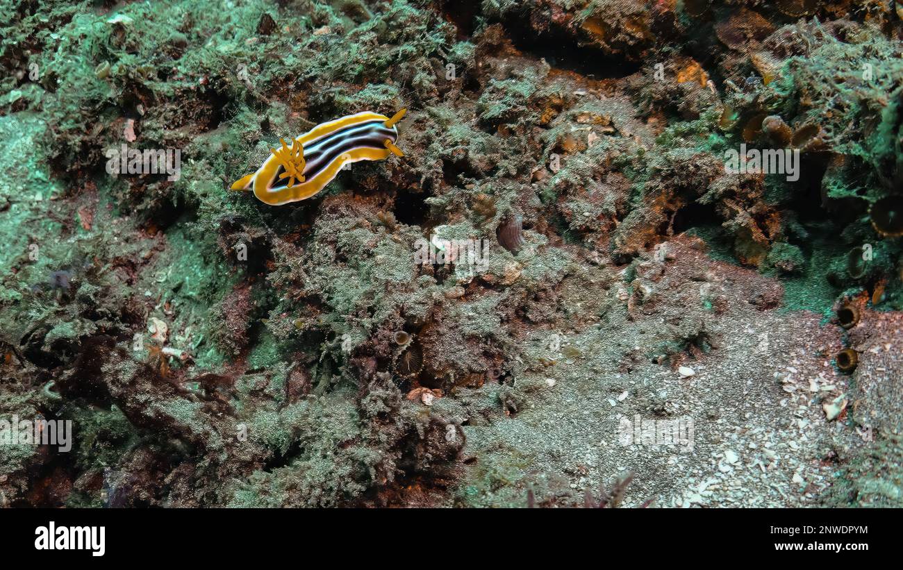 Beautiful yellow brown striped Sea Slug creeping on coral reef, dive at Nusa Penida, Bali, Indonesia Stock Photo