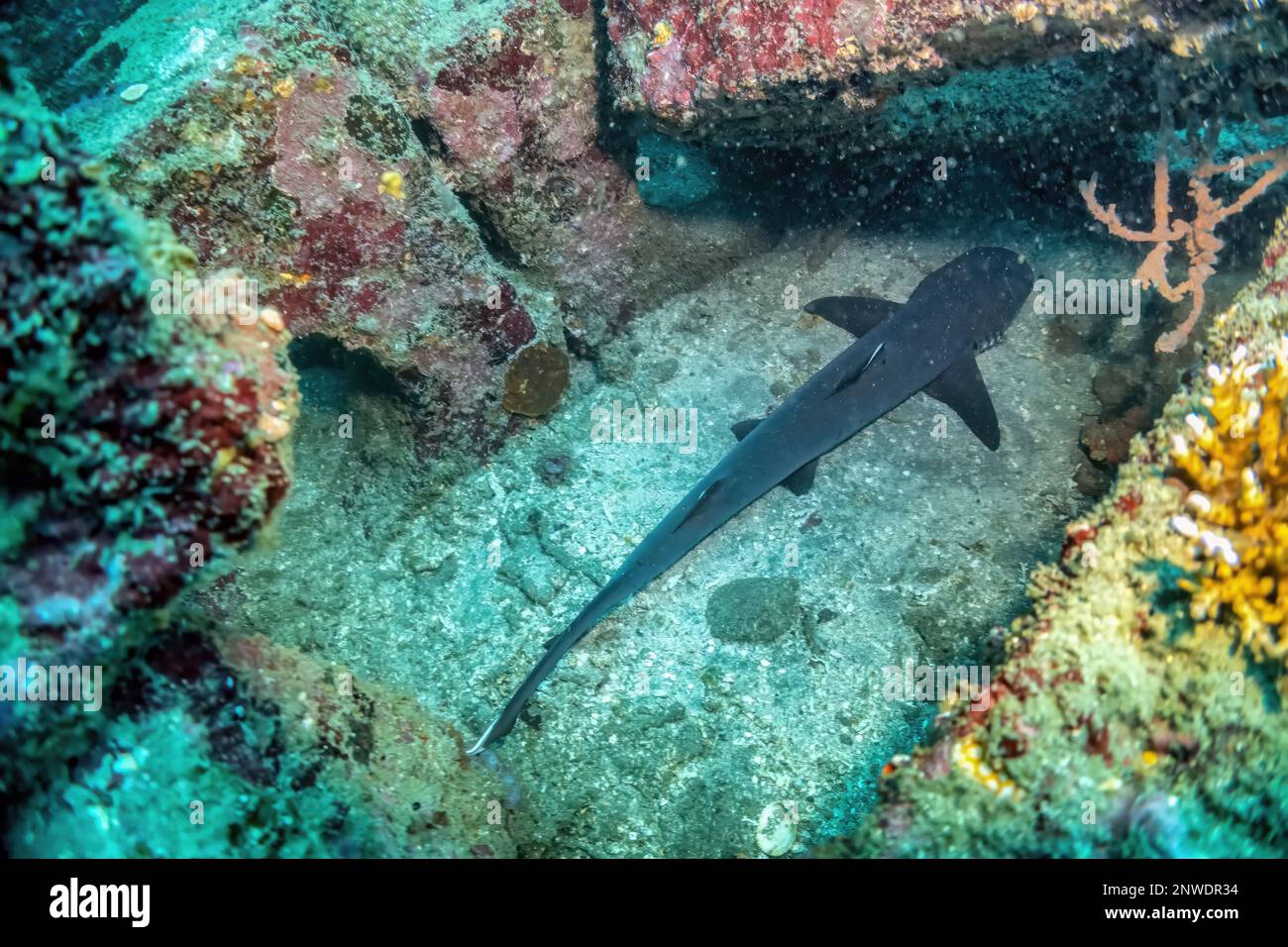 White tip reef shark resting on sea bottom in murky water, Nusa Penida
