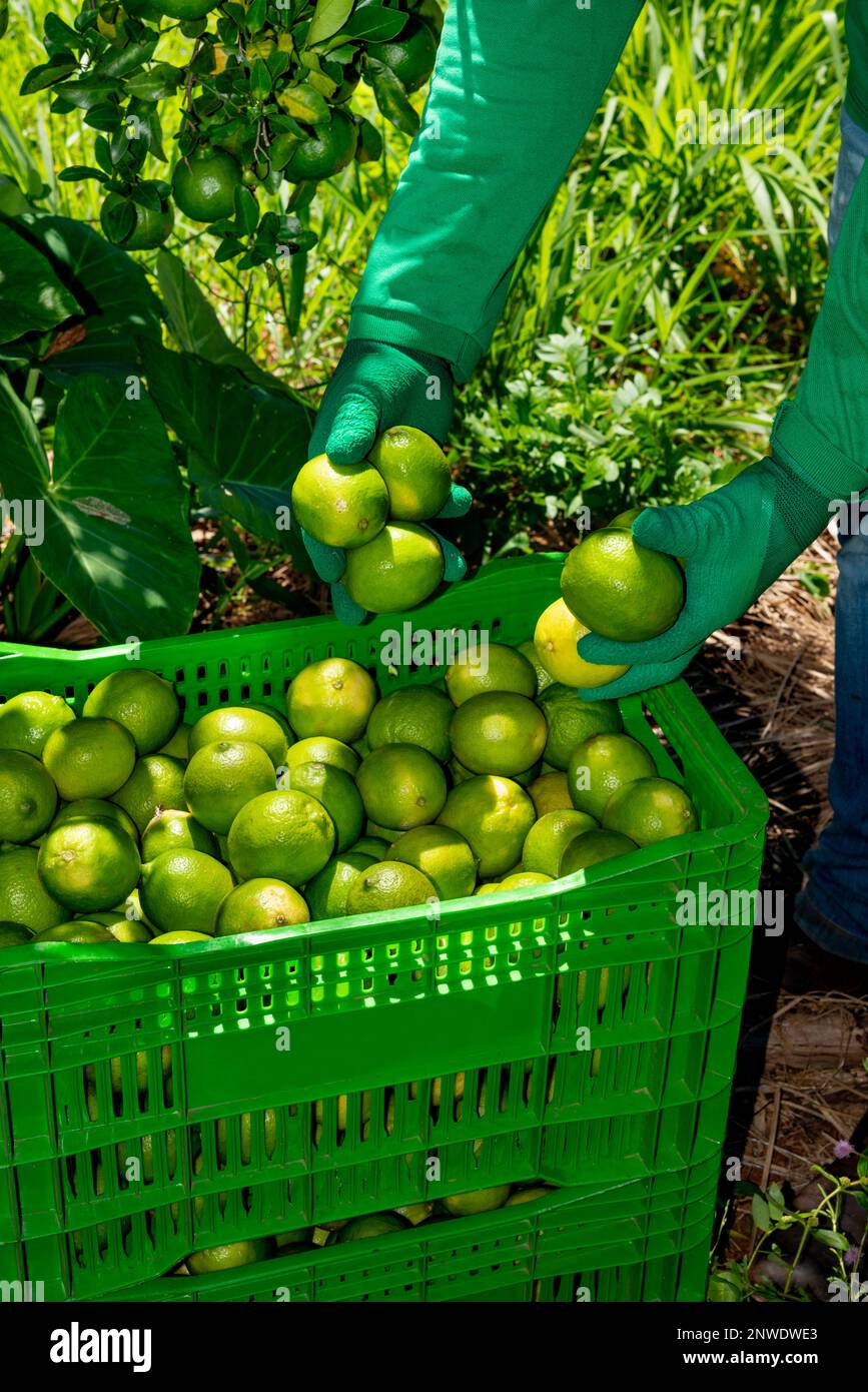 picking limes on a plantation, hand putting limes in boxes