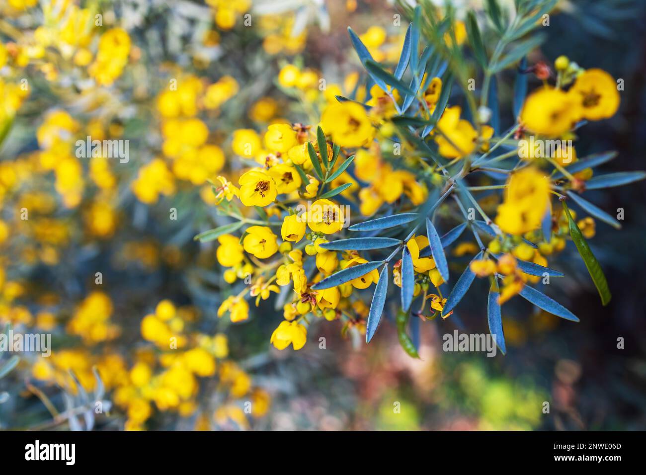 Senna artemisioides, the wormwood senna, is a species of flowering plant in the pea family Fabaceae. Stock Photo