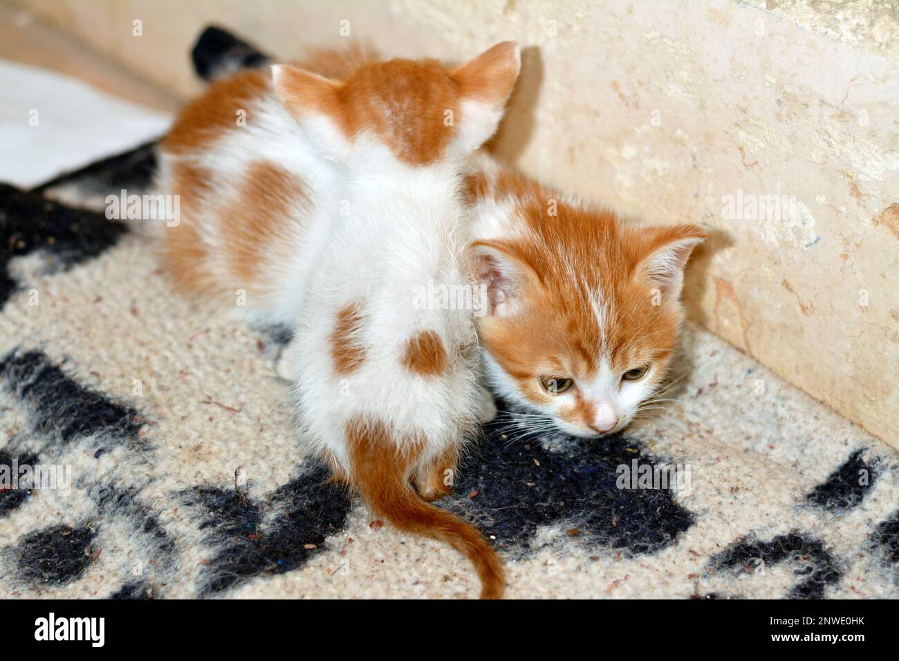 A portrait of newborn little adorable stray Egyptian kittens isolated on blanket background, selective focus of little tiny semi owned patchy cats whi Stock Photo