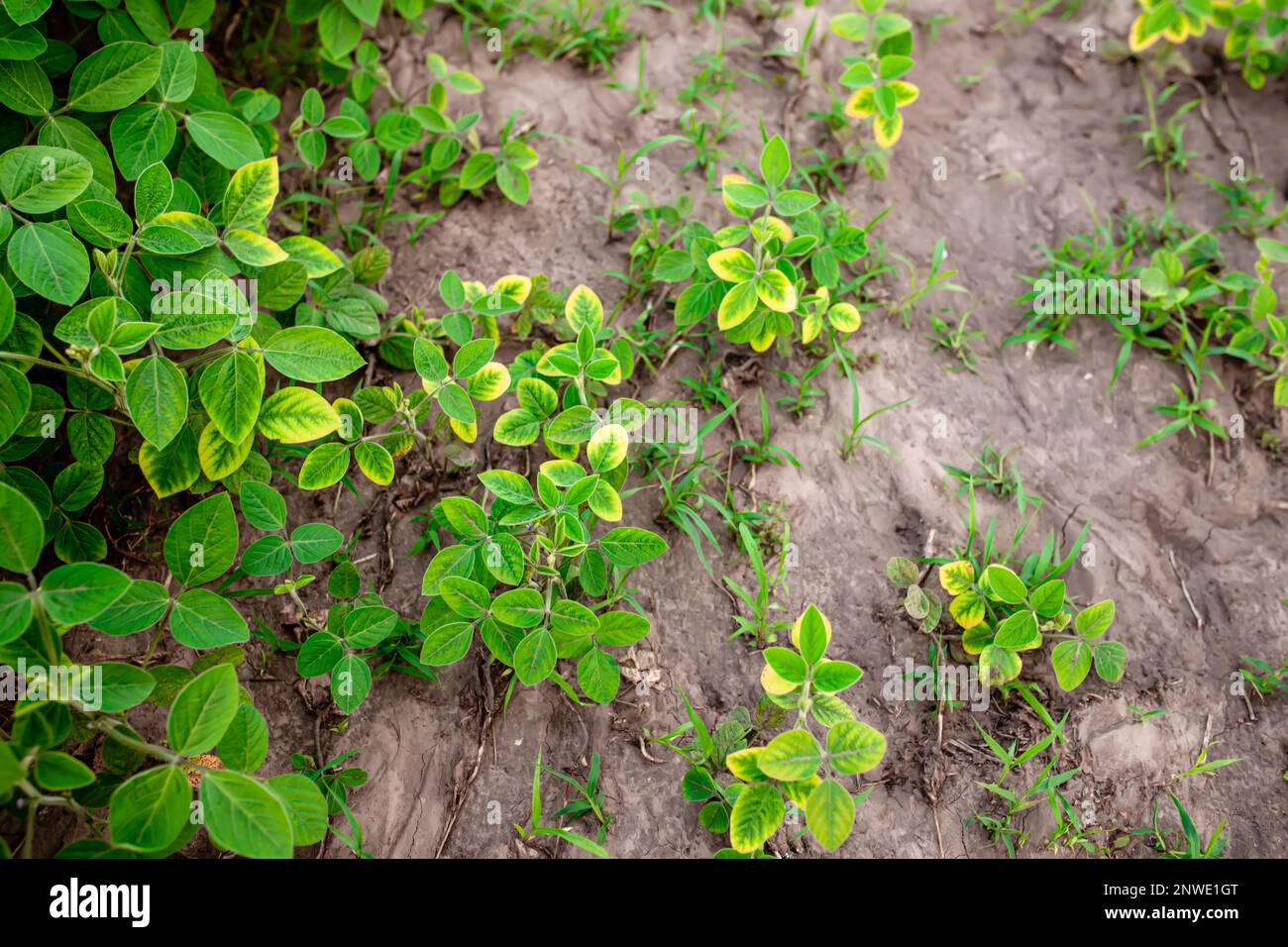 Soybean diseases. Yellowing leaves of young soybean sprouts in a farm